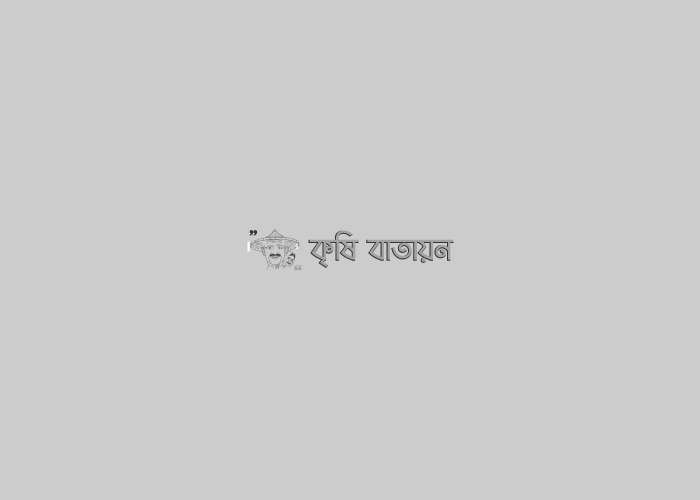 পান চাষ পদ্ধতি