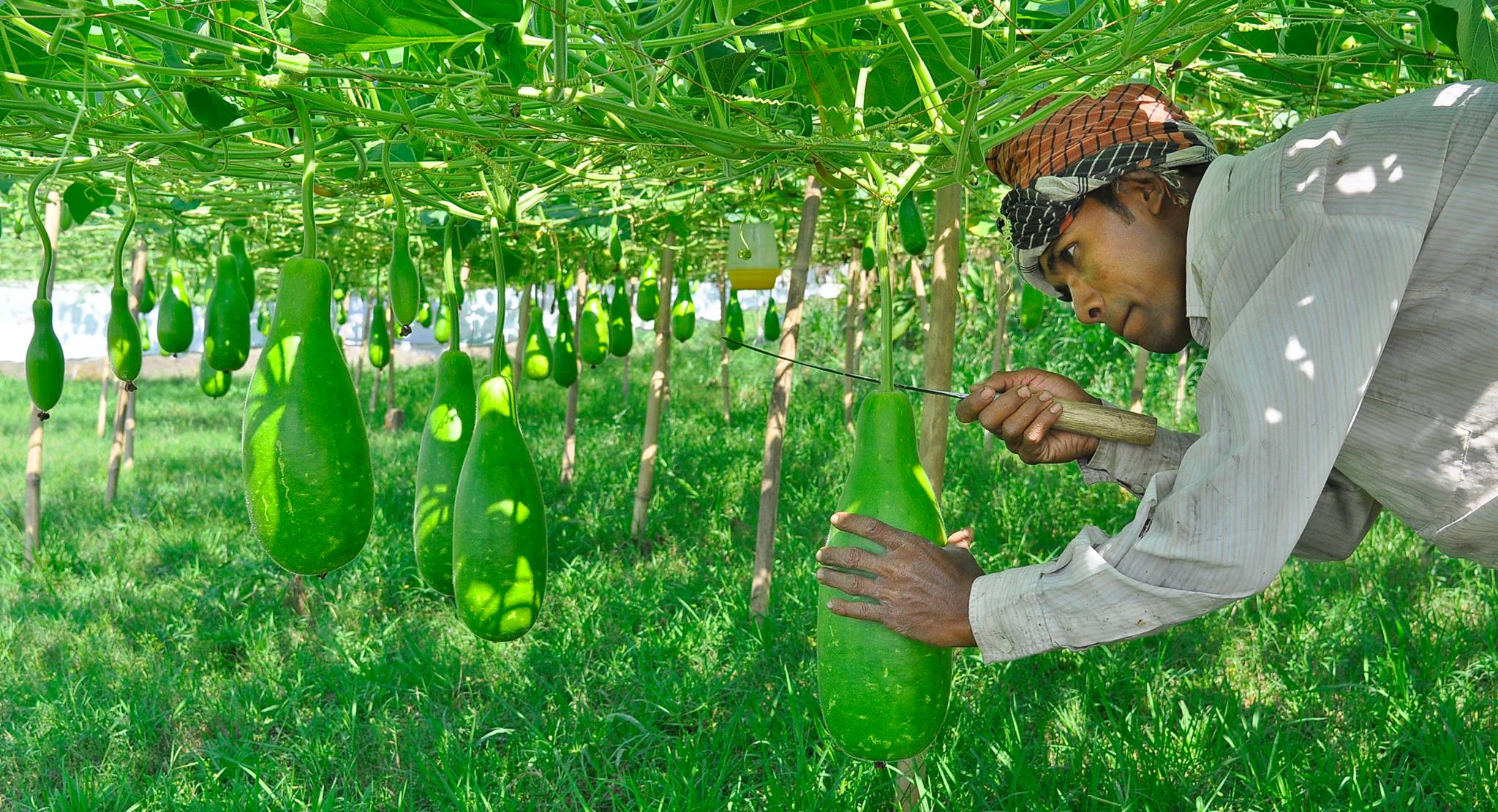 লাভজনক সবজি চাষ পদ্ধতি