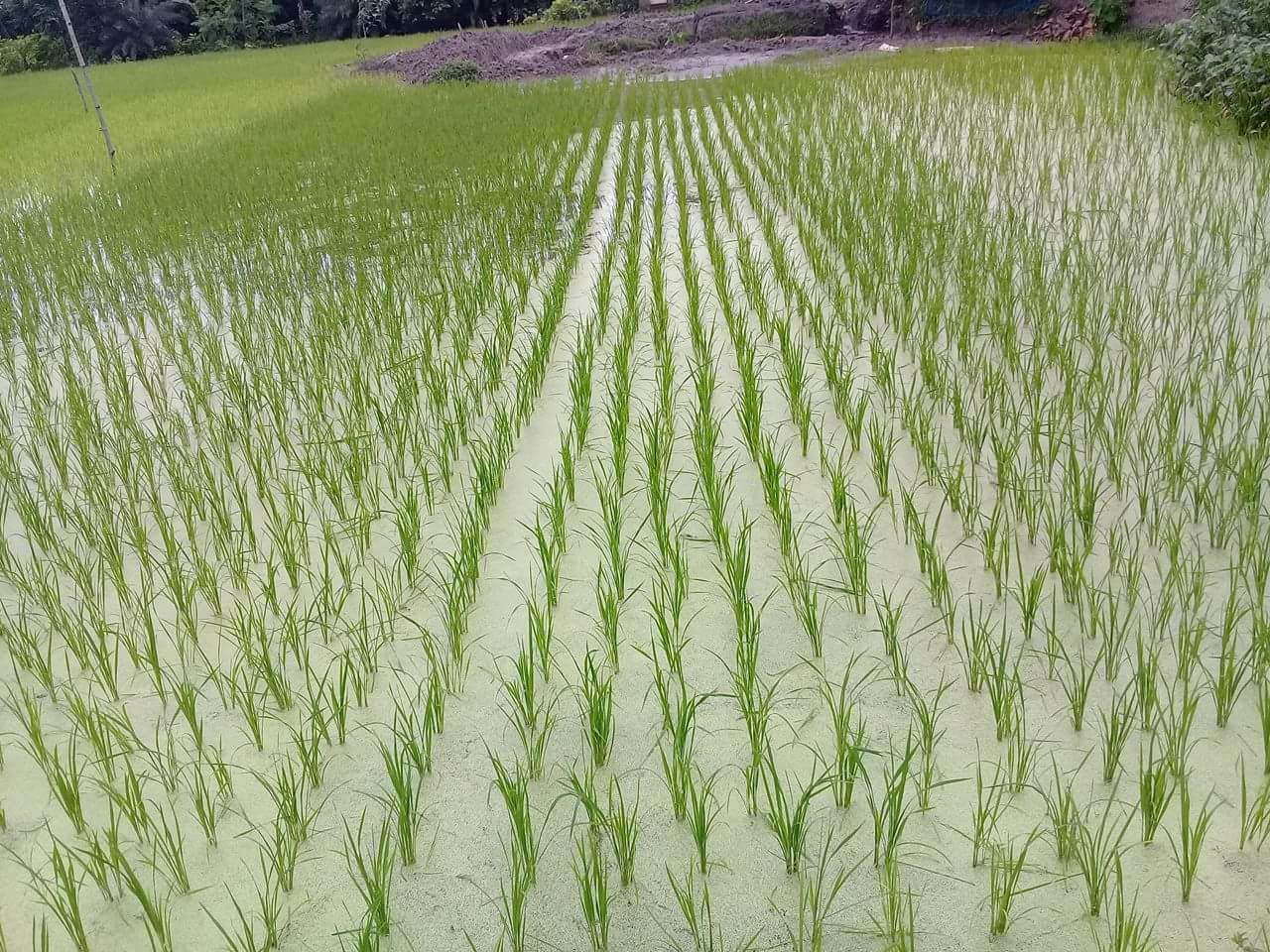 লাইন লোগো ও সারিতে রোপোন