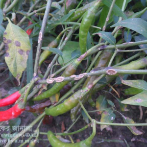 মরিচের ক্যাংকার রোগ