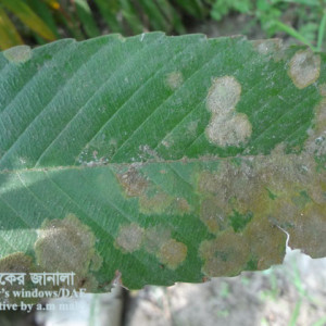 চালতার লাল মরিচা রোগ