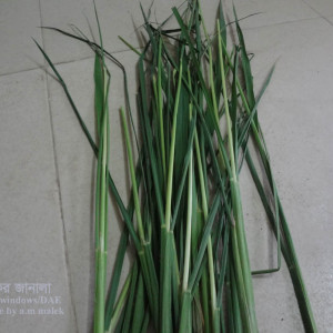 ধানের গলমাছি