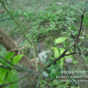 মালটার আগা মরা রোগ