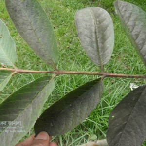 পেয়ারার শুটিমোল্ড রোগ