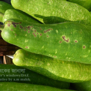 লাঊয়ের স্ক্যাব রোগ