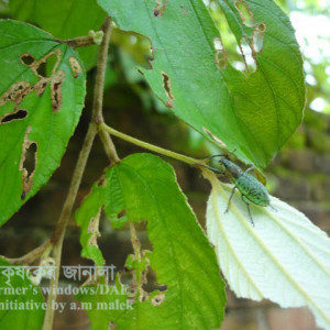 কুলের পাতার উইভিল