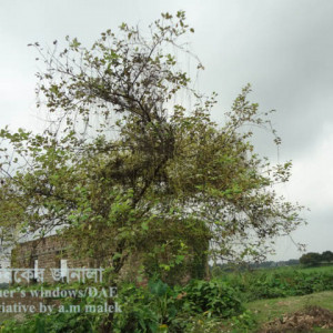 কুলের পরগাছা সমস্যা