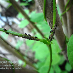 শিমের জাবপোকা বা এফিড