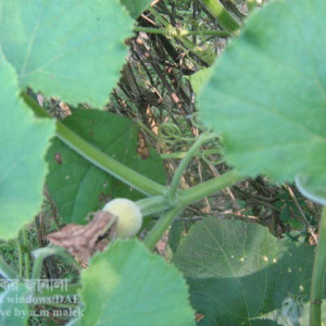 মিষ্টি কুমড়ার ডাউনি মিলডিউ রোগ