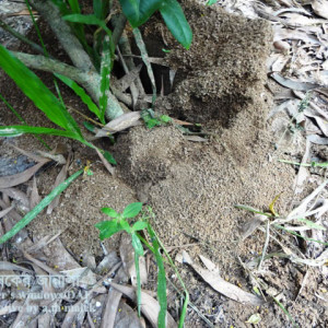 লেবুর পিঁপড়া